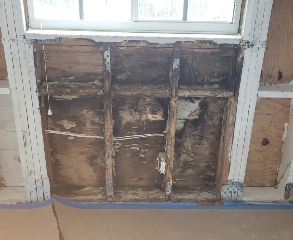 Mold Inspections near me